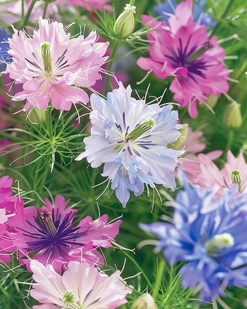 Semillas de Love In The Mist Persian Jewels (Nigella damascena) – mezcla anual