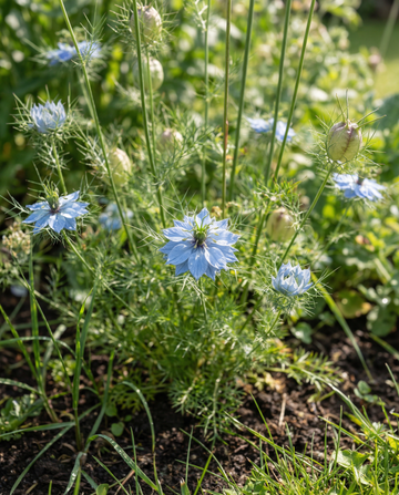 Love In The Mist Miss Jekyll Blue (Nigella damascena) – semillas de flor anual de SeedsChoice