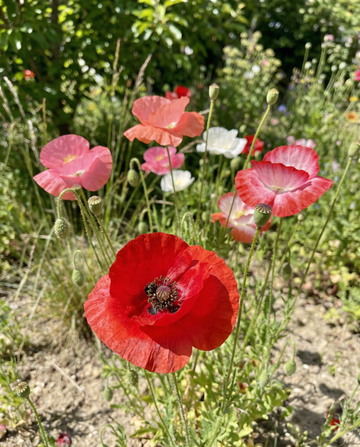 Amapola mezclada (Papaver rhoeas) – semillas de flores anuales de SeedsChoice