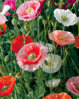 Semillas de amapola mezclada Papaver rhoeas anual