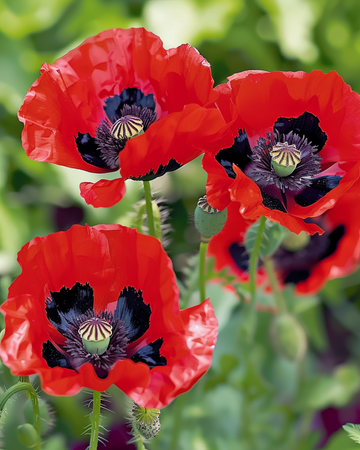 Sementes de papoila Lady Bird (Papaver commutatum) – flor anual