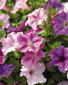 Semillas de petunia enana mixta Petunia Hybrida anual