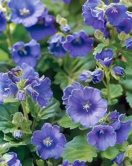 Semillas de campanilla de California Phacelia Campanularia flor anual