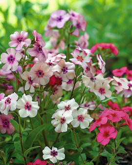 Semillas de Phlox Cherry Caramel Phlox Drummondii Flor Anual
