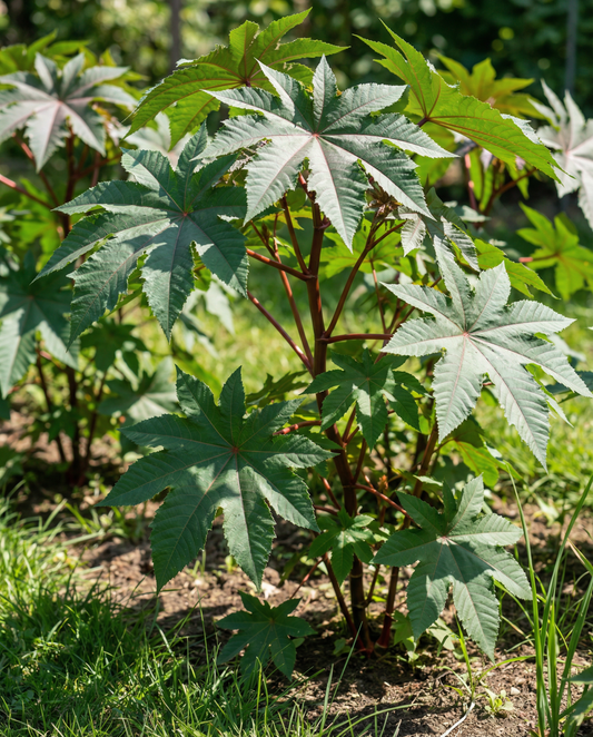 Wonderboom Fast Growing (Ricinus communis) – sementes de flor anual da SeedsChoice