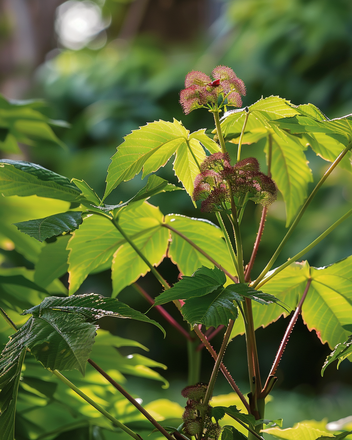 Sementes de Wonderboom Fast Growing (Ricinus communis) – flor anual