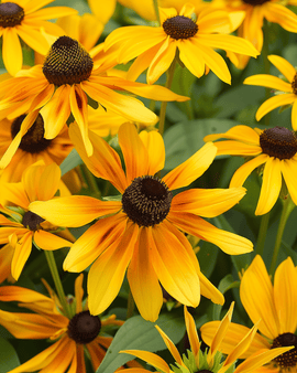 Semillas de equinácea Gloriosa Daisy Rudbeckia hirta anual