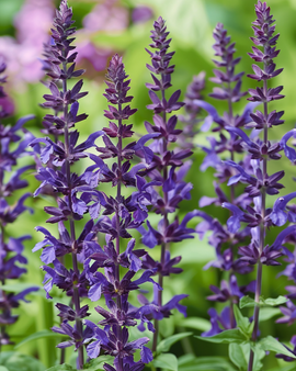 Semillas de salvia de pradera Salvia Nemorosa perenne New Dimension Blue