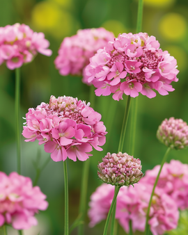 Semillas de Scabiosa Salmon Queen Scabiosa Atropurpurea flor anual