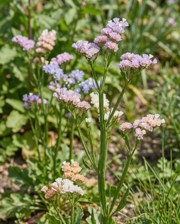 Semillas de mezcla de lavanda de mar Pacific (Limonium sinuatum) – anual de SeedsChoice