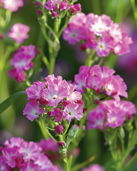 Semillas de lavanda de mar Limonium sinuatum Fortune Deep Rose anual