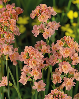 Semillas de lavanda de mar Limonium sinuatum Apricot Shades anual