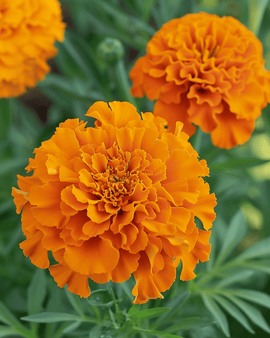 Cravo-de-defunto Hawaii Sementes Tagetes erecta Anual