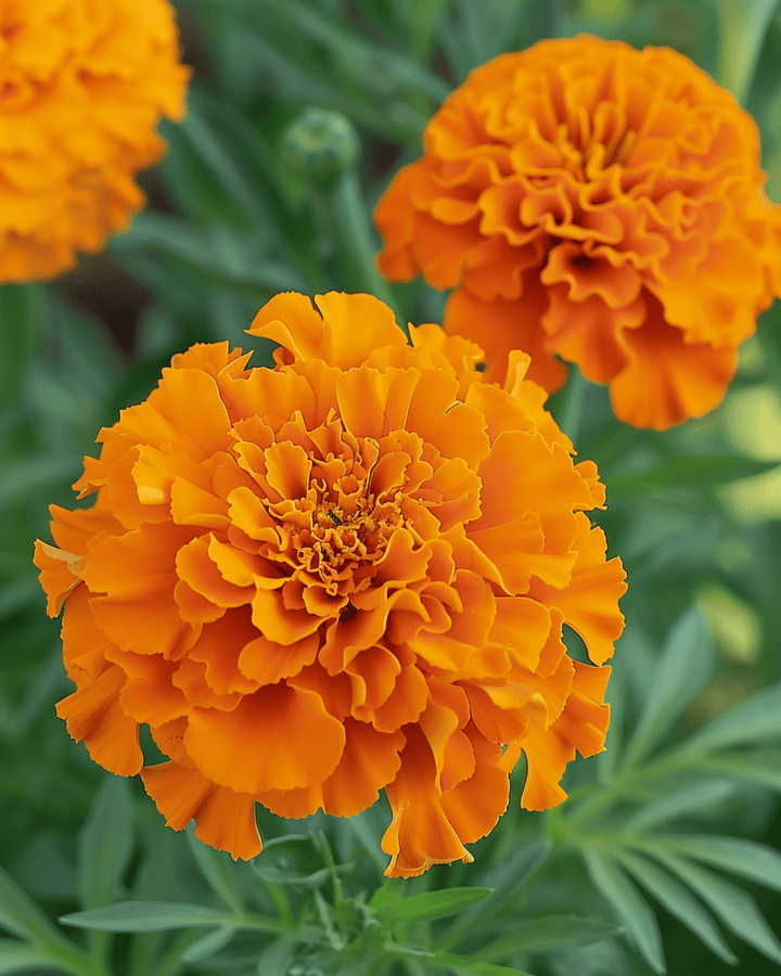 Semillas de tagetes africano Hawaii (Tagetes erecta) – flor anual