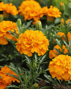 Sementes de Cravo-de-defunto Francês Tagetes Patula Petite Orange Anual