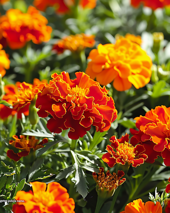 Sementes de cravo-de-defunto Petite Harmony (Tagetes patula) – flor anual