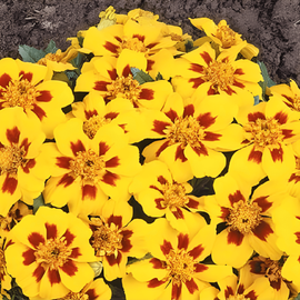 Sementes de cravo-de-defunto Naughty Marietta Tagetes patula – flor anual