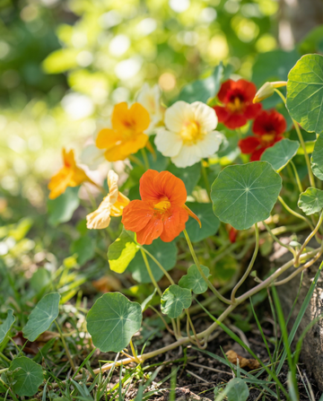 Capuchina Single Flowered Mixed (Tropaeolum majus) – semillas de flor anual de SeedsChoice