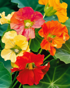 Semillas de capuchina Glorious Gleam Tropaeolum majus, anual