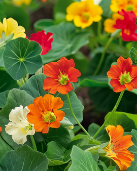 Semillas de capuchina Tom Thumb Tropaeolum majus, mezcla anual