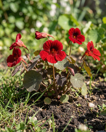 Semillas de capuchina Empress Of India (Tropaeolum majus) – anuales de SeedsChoice