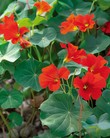 Semillas de capuchina Empress Of India (Tropaeolum majus) – anual