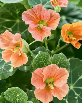 Sementes de nastúrcio Alaska Salmon anual Tropaeolum majus