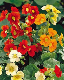 Sementes de nastúrcio Jewel Of Africa Tropaeolum majus anual