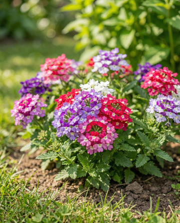 Colours Compact (Verbena hybrida) – semillas de mezcla anual de SeedsChoice