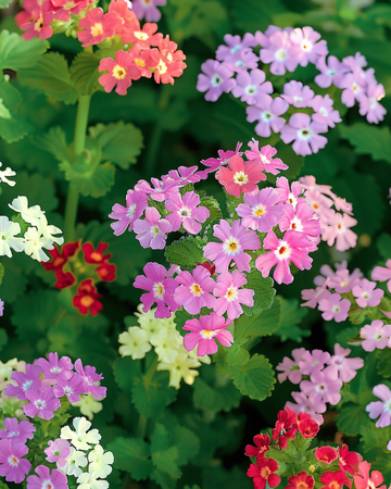 Semillas Colours Compact (Verbena hybrida) – mezcla anual