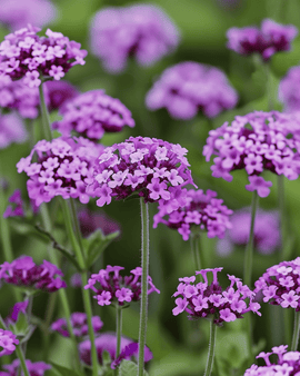 Garden Vervain Seeds Vanity Verbena Bonariensis Annual Flower