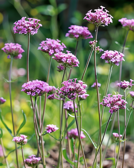 Semillas de verbena de Buenos Aires Verbena Bonariensis flor anual