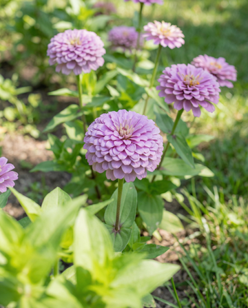 Lavendel (Zinnia elegans) – semillas anuales de SeedsChoice