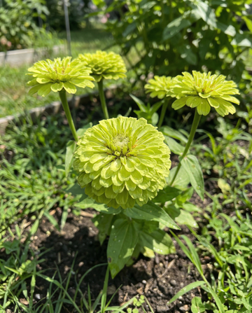 Envy (Zinnia elegans) – semillas anuales de SeedsChoice