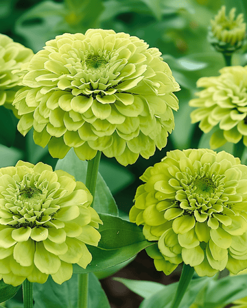 Semillas Envy (Zinnia elegans) – anual