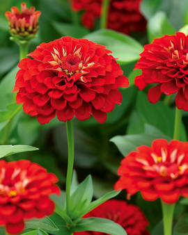 Semillas de zinnia Scarlet Flame Zinnia Elegans flor anual
