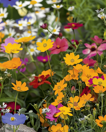 Sementes Colourful Carpet Mix – flor anual