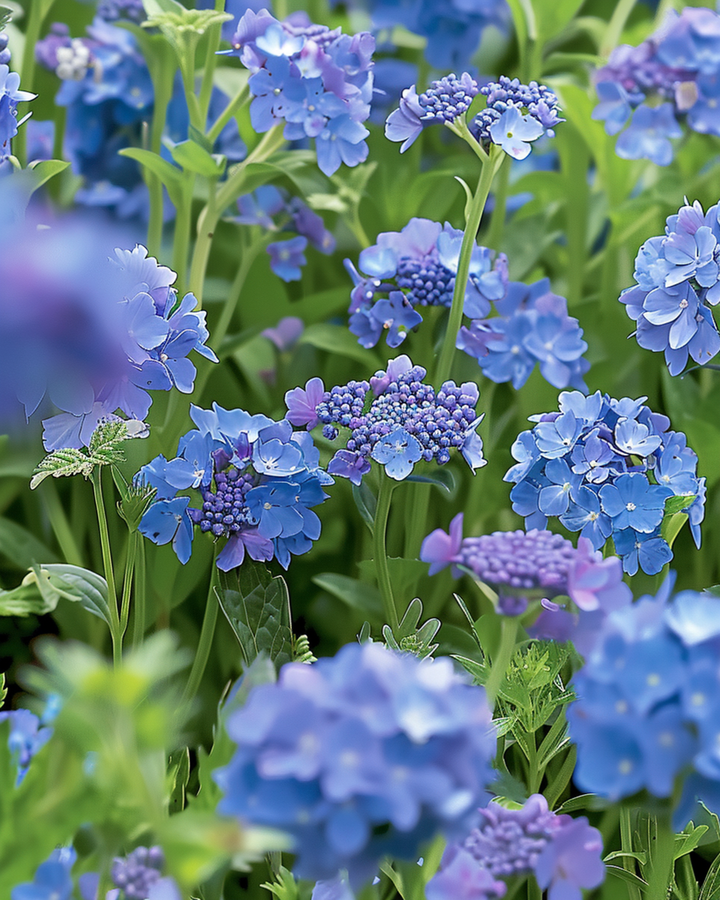 Semillas de mezcla Blue Summer Mix pleno sol 20 a 80 cm – flor anual