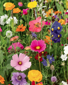 Semillas de flores para mariposas mezcla anual pleno sol 20-80 cm