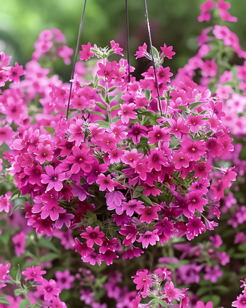 Semillas de Silene colgante Sibella Carmine (Silene pendula) – anual