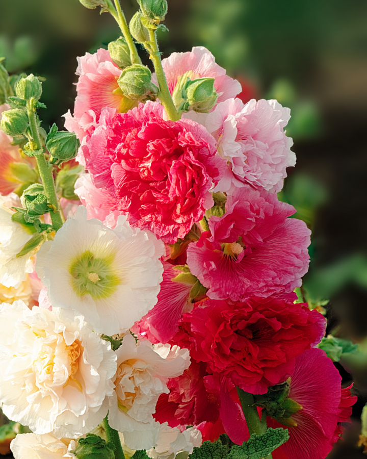 Sementes de malva-real Chater Double Mixed (Alcea rosea) – mistura bienal