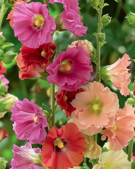 Semillas de malvarrosa Antwerp Stars Mix Alcea Rosea bienal