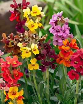 Semillas de alhelí Fair Lady bienal Erysimum Cheiri