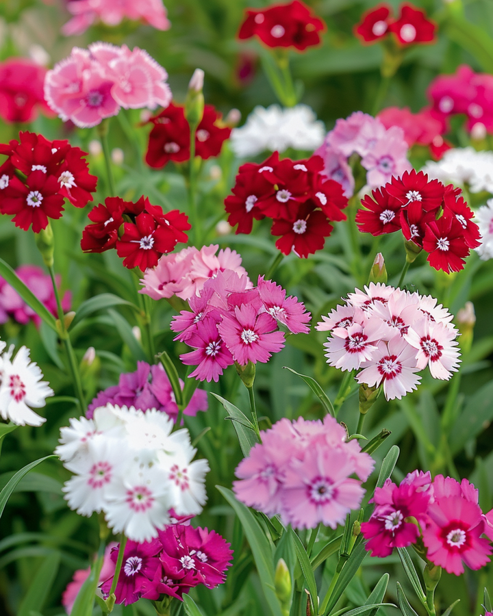 Semillas de clavel del poeta de flor sencilla en mezcla (Dianthus barbatus) – flor bienal