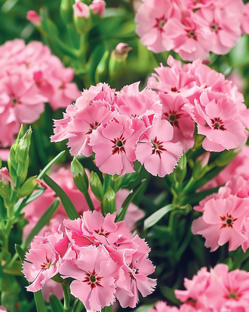Sementes de Sweet William Pink Beauty (Dianthus barbatus) – flor bienal