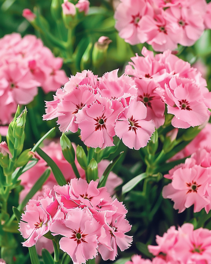 Semillas de clavel del poeta Pink Beauty (Dianthus barbatus) – flor bienal