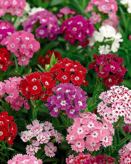 Sementes de cravina-da-china Dianthus barbatus bienal mistura de floração dupla
