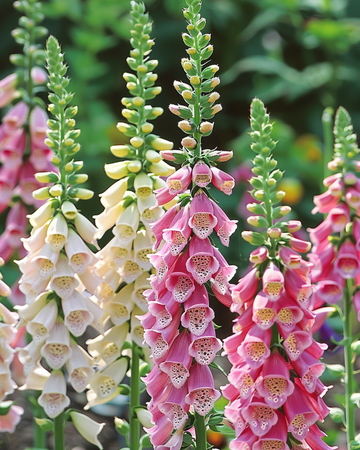 Semillas ornamentales en colores mixtos (Digitalis purpurea) – flor bienal