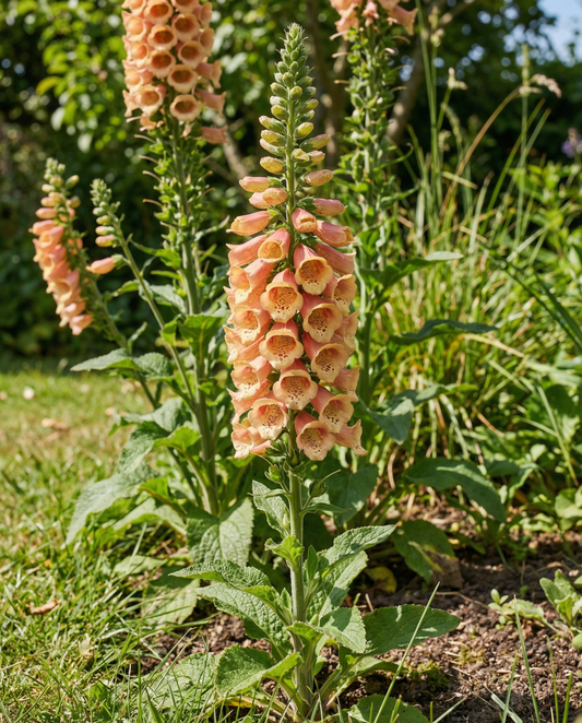 Peach F1 (Digitalis dalmatian) – semillas bienales de SeedsChoice