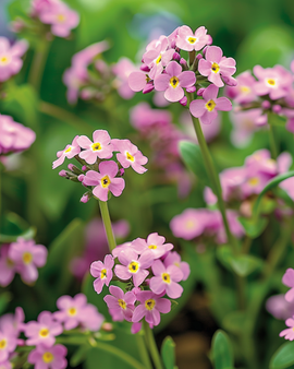 Semillas de nomeolvides Victoria Pink Myosotis alpestris flor bienal